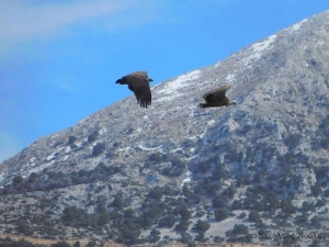 Εκεί που φωλιάζουν τα όρνια (Gyps fulvus) στα Ακαρνανικά (φωτο)