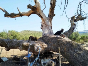 Κουδούνια και Κουδουνάδες…