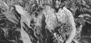 Αύγουστος, ο άλλοτε μήνας του καπνού στο Ξηρόμερο (φωτο, βίντεο)