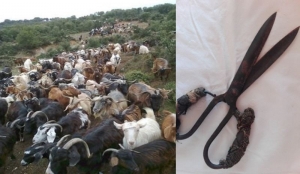 ΚΟΥΡΟΣ: Η γιορτή των κτηνοτρόφων… (Γράφει η δρ Μαρία Ν. Αγγέλη)