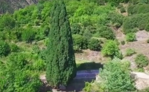 Το κυπαρίσσι του Πατροκοσμά στην Πρασιά Αγράφων (video)