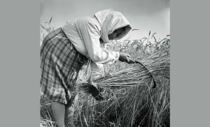 Γυναίκες θερίστριες στο Ξηρόμερο Aιτωλοακαρνανίας